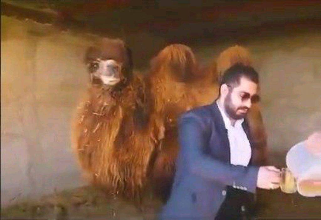 فرد حاشیه ساز درباره «ادرار شتر» بازداشت شد