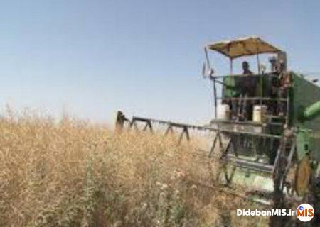 تاکنون ۳۰ تن دانه روغنی کلزا از مزارع شهرستان مسجدسلیمان برداشت گردید