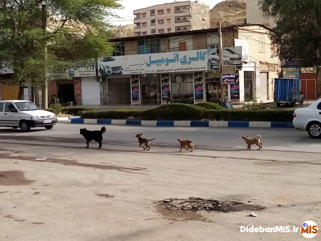 حمله سگ های بلاصاحب به کودک در مسجدسلیمان حادثه آفرید+تصاویر