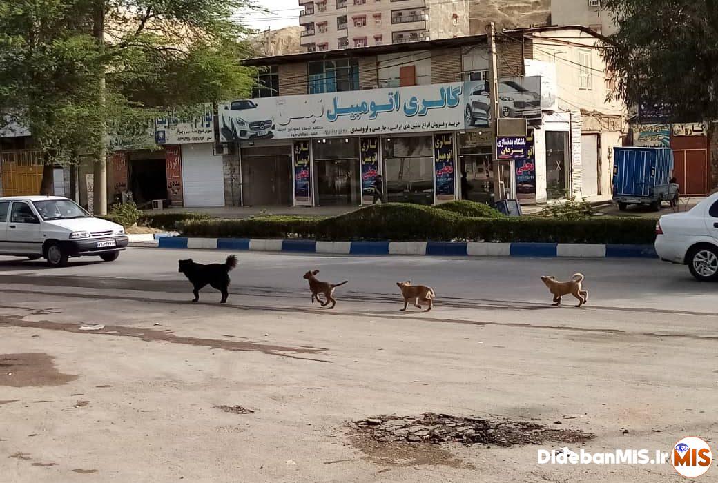حمله سگ های بلاصاحب به کودک در مسجدسلیمان حادثه آفرید+تصاویر