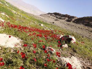 اولین و تنها باشگاه کوهنوردی مسجدسلیمان افتتاح شد