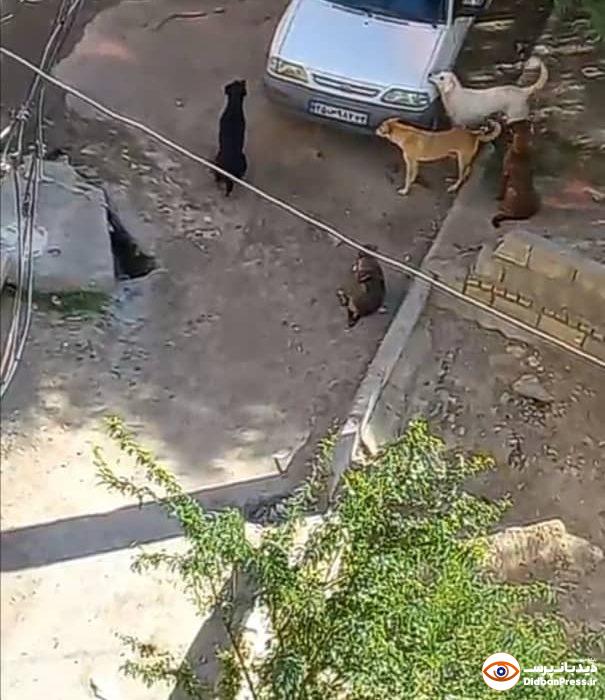 معمای حل نشدنی مربوط به معضل سگ های بلاصاحب در شهرستان مسجدسلیمان