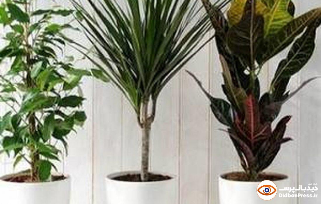 فروش گل‌های آپارتمانی؛ ترفندی برای کلاهبراری