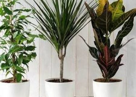 فروش گل‌های آپارتمانی؛ ترفندی برای کلاهبراری